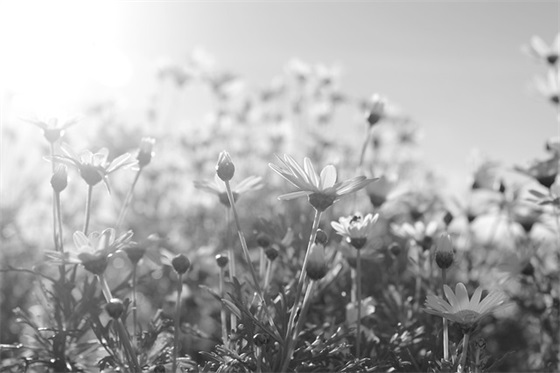 房产销售口号霸气押韵84句