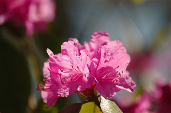 秋季运动会班级口号