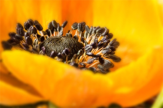 2025开展植树节活动的标语