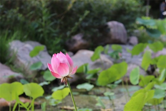 2025推广普通话手抄报标语