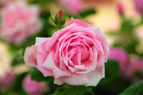 节约粮食有创意的标语