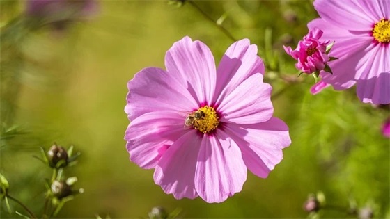 2025植树节简短宣传语 关于植树节简短标语