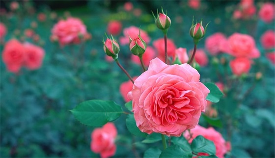 2025年虎年开门红口号霸气押韵 2025虎年保险开门红口号 2025年虎年开门红口号霸气押韵 2025虎年保险开门红口号