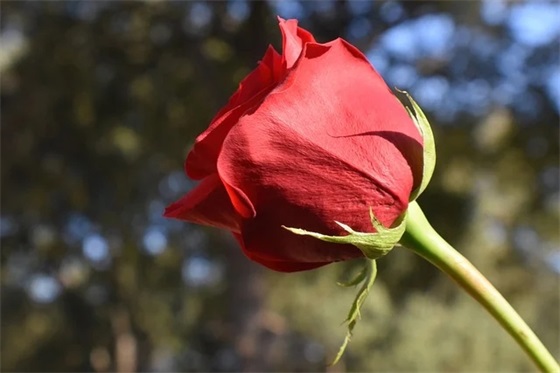 合格学校验收标语66句