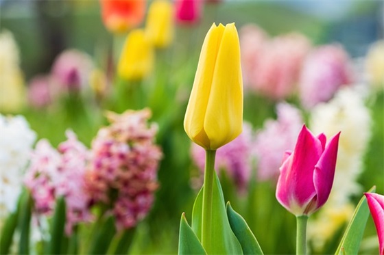 2025秋季运动会口号