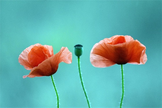 事业更进一步的祝福语