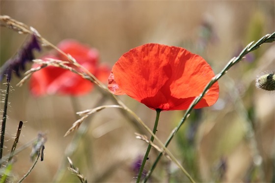 38妇女节祝福语大全简短
