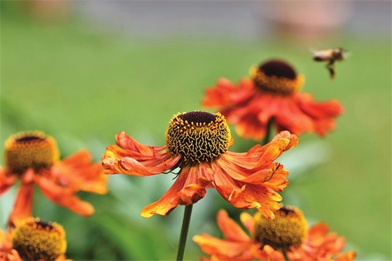 给教师的新年祝福语 教师给学生的新年祝福语