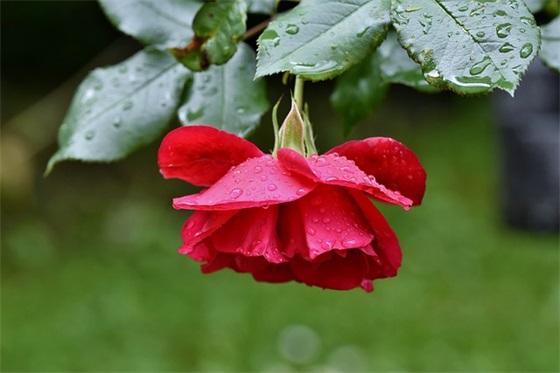 七夕表白贺卡祝福语