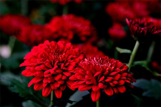 为什么南极没有北极熊？如果把北极熊送到南极，会怎么样？