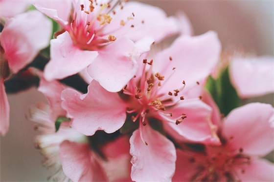 股票反抽是什么意思，为什么股票会反抽？