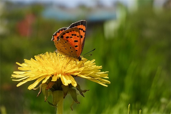 为什么刘晓庆结婚4次却没生下小孩老梁一语道破原因，一针见血
