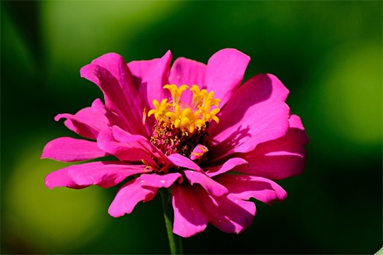 91年女人命中有几子，属羊女子息运势