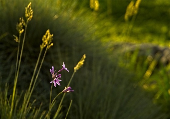 1991年属羊最终寿命，属羊人能活几岁
