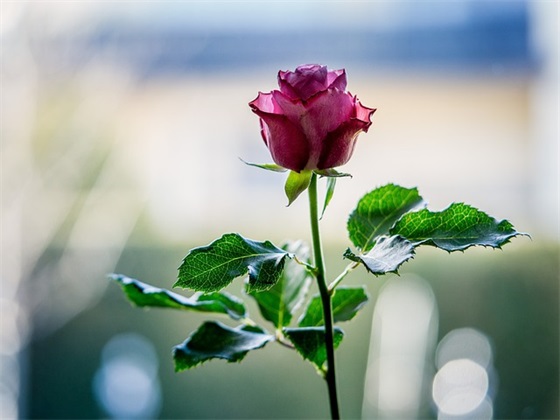 最上档次的礼物排行榜，高端大气的礼物都有哪些