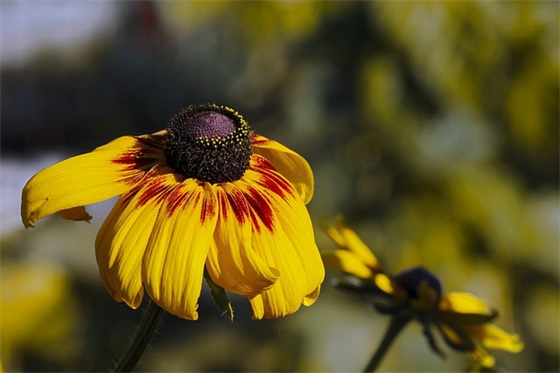 蟑螂药十大品牌排名，蟑螂药什么牌子好