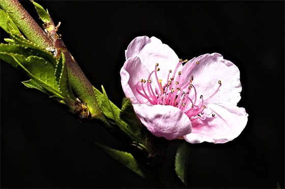 为什么北方小年比南方早（北方小年和南方小年的区别）