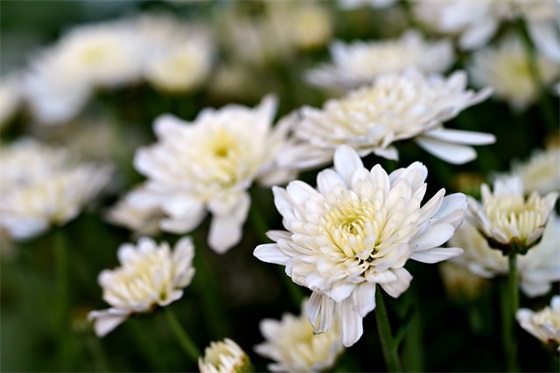 铁锅生锈怎么处理，铁锈怎么去除