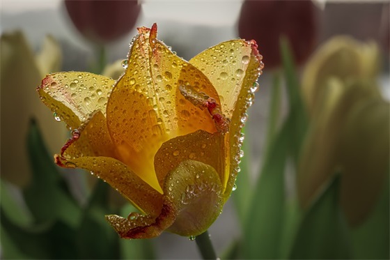 大连属于哪个省份（为什么叫山东大连）