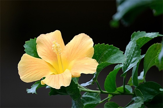 塑胶地板十大品牌排名推荐，塑胶地板十大知名品牌排行榜