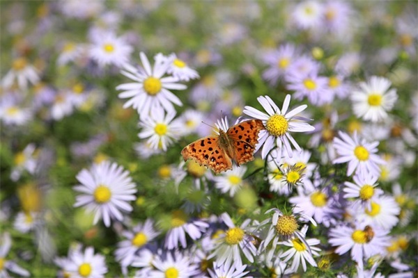 追女生的句子 追女生的句子
