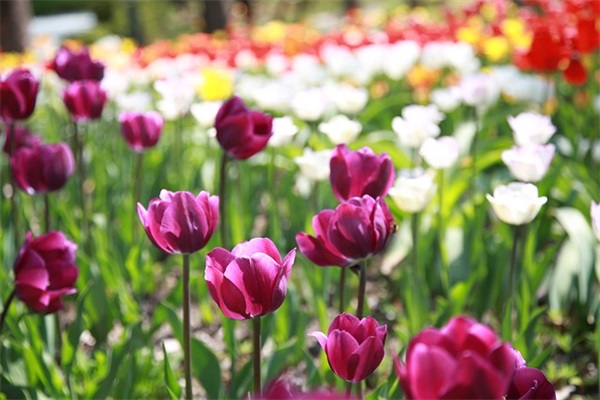 表达孝心的优美句子 关于孝顺的优美句子 表达孝心的优美句子 关于孝顺的优美句子