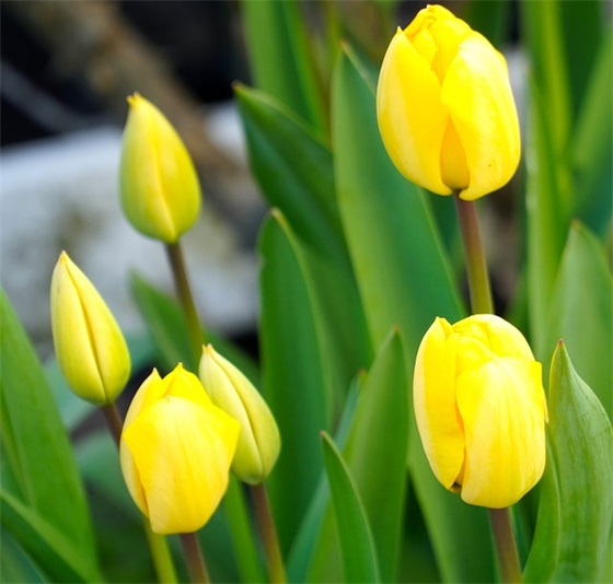 2026年元旦的优美句子