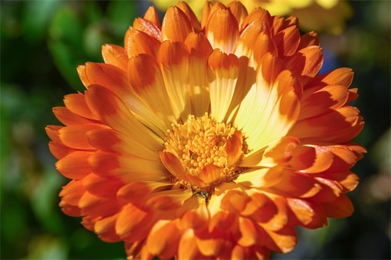 关于四月的句子