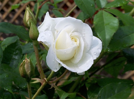 励志英文句子霸气简短