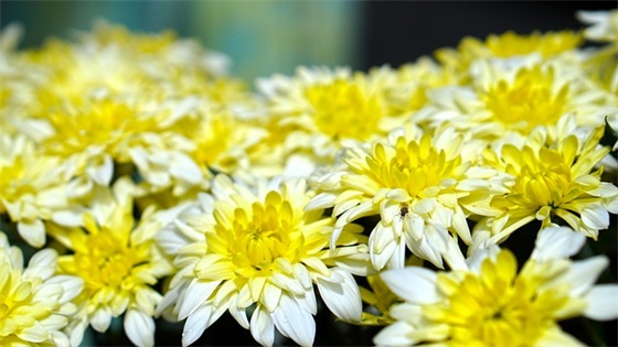 形容大自然空气清新的句子