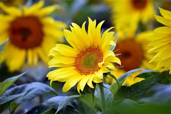 形容很饿的幽默句子 形容很饿的成语