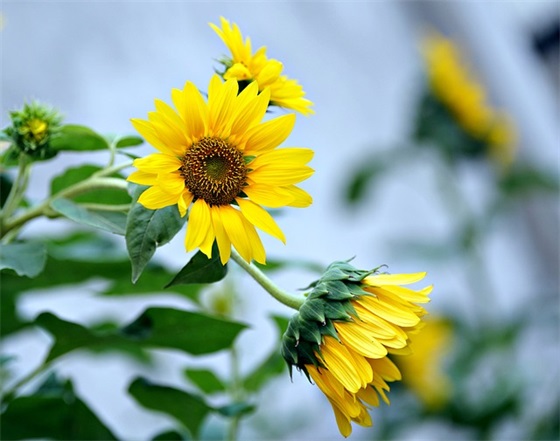 淡淡的思念忧伤的句子精选