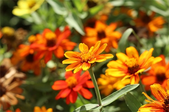 女生对男生表白的话 愚人节表白句子