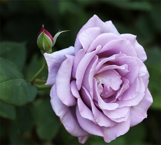 凤凰旅游宣传口号87句