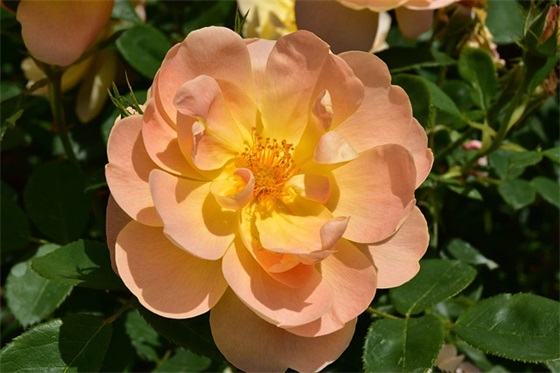 班级体育运动口号81句