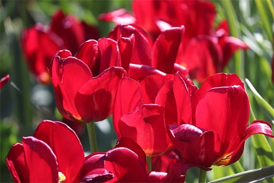 高中一年级班级口号大全83句