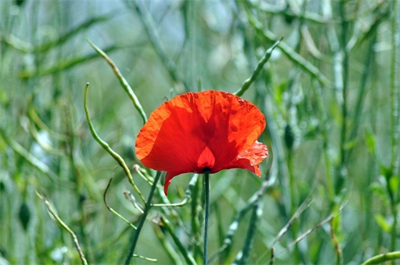 公交公司安全与服务标语(公交公司企业文化标语)