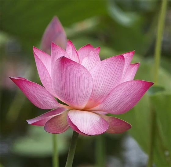 餐饮火锅店口号大全94句