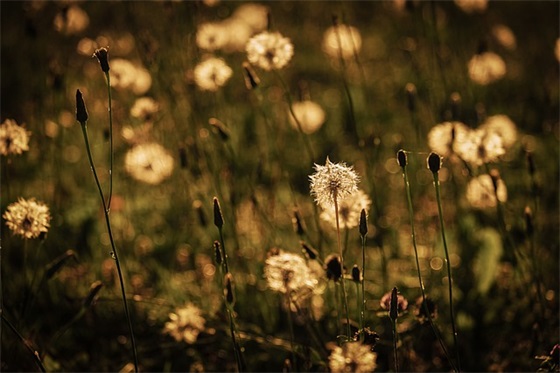 关于环保节约的标语72句