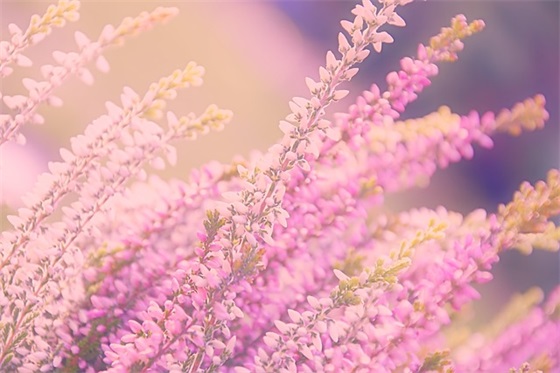 夏日周末短信祝福客户(周末短信问候客户问候语)