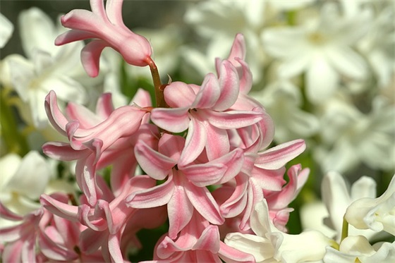 父亲节朋友圈祝福语