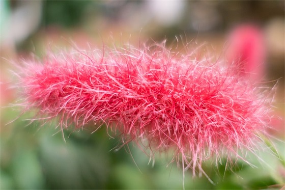 给领导的小年祝福语