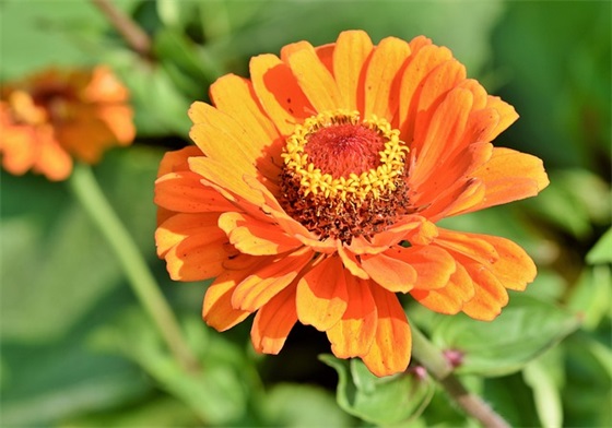 过年祝福语四字61句