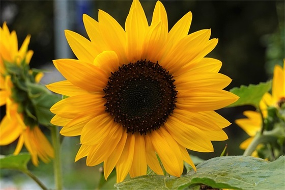 期末考试最真挚的祝福语 期末考试最真挚的祝福语