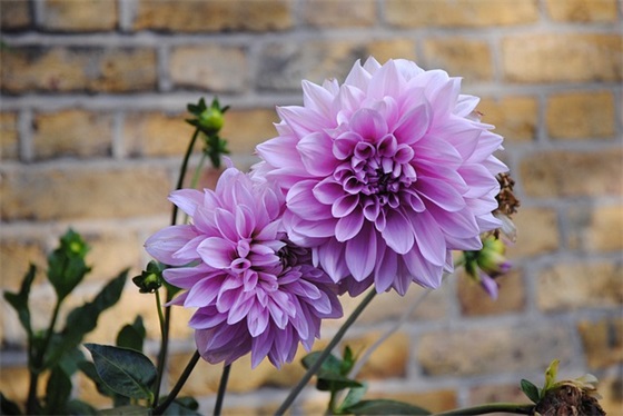 送花给姐姐祝福语31句