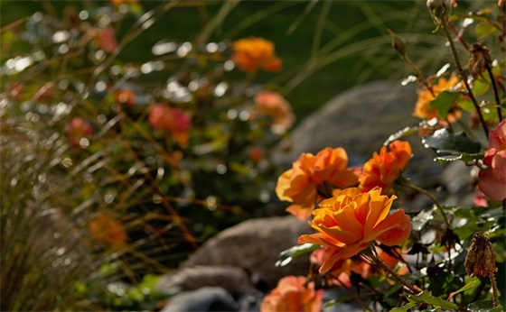 端午祝福语简短搞笑38句 端午祝福语简短搞笑38句