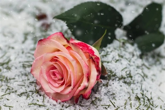 宝贝两岁了祝福语40句