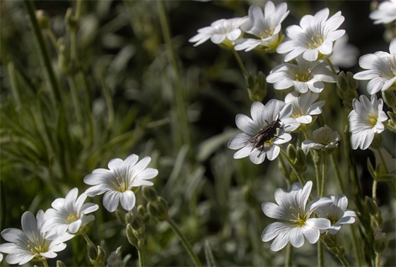 孔明灯祝福语大全 孔明灯祝福语