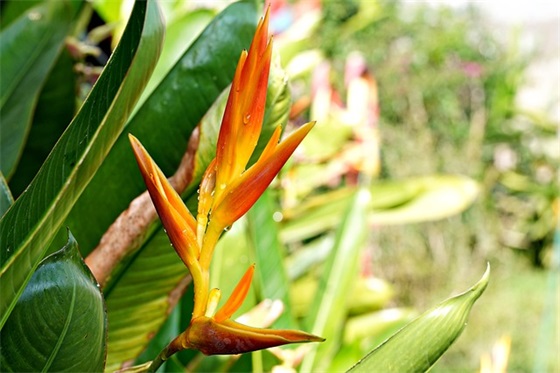 小学生班级精神口号81句 小学生班级精神口号81句