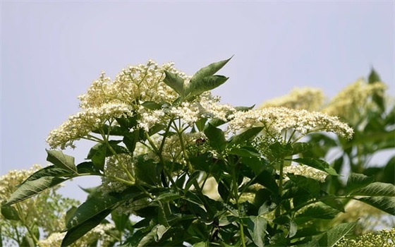 2025最新春季森林防火标语横幅口号大全 2025最新春季森林防火标语横幅口号大全